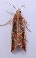 Bactra maiorina