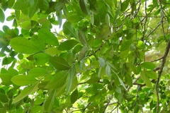 Trichilia havanensis