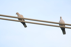 Streptopelia decaocto