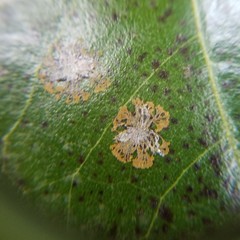 Cephaleuros virescens