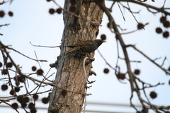 Sturnus vulgaris