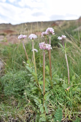 Valeriana dubia