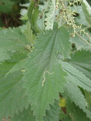 Agromyza pseudoreptans