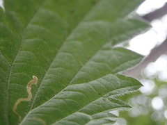 Agromyza pseudoreptans