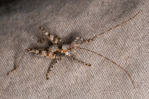 Desert Long-horned Grasshopper photo 3