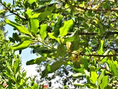 Myrsine kermadecensis