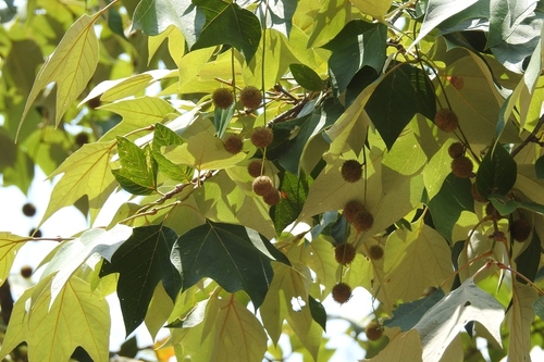 Platanus mexicana (Platanus mexicana)