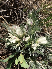 Astragalus gilviflorus
