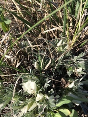 Astragalus gilviflorus