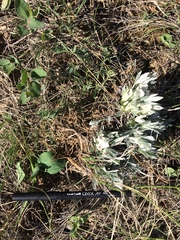 Astragalus gilviflorus