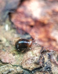 Pseudophyllodromia laticeps