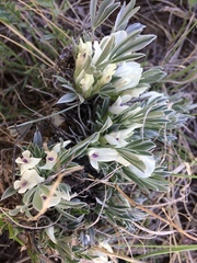 Astragalus gilviflorus