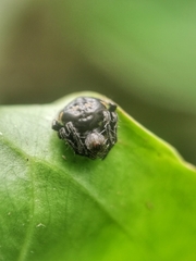Araneus nox