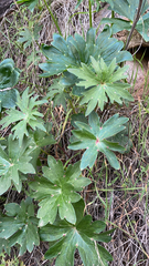 Delphinium cardinale