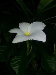 Plumeria pudica