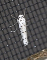 Yponomeuta liberalis