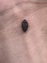 Euthyrrhapha pacifica