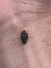 Euthyrrhapha pacifica