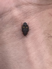 Euthyrrhapha pacifica