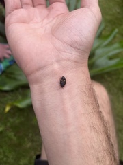 Euthyrrhapha pacifica