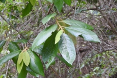 Styrax argenteus