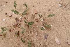 Phacelia ivesiana