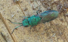 Chrysura