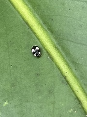 Hyperaspis silvestrii