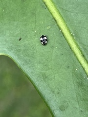 Hyperaspis silvestrii