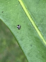 Hyperaspis silvestrii