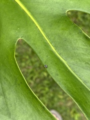 Hyperaspis silvestrii