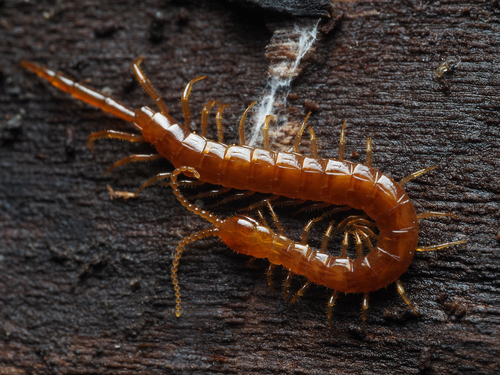 Common Cryptops from Central Park, New York, New York, United States on ...