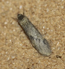 Graphosia stenopepla