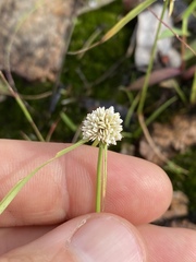 Cyperus pulchellus