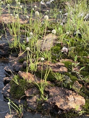 Cyperus pulchellus