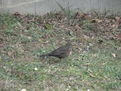 Turdus merula
