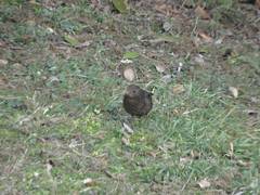 Turdus merula