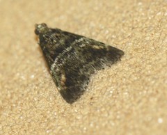 Orthaga atribasalis