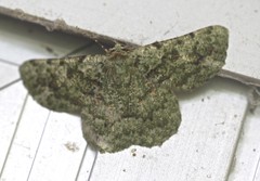 Aeolochroma hypochromaria