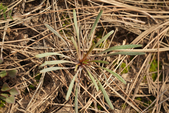 Chamaenerion angustifolium