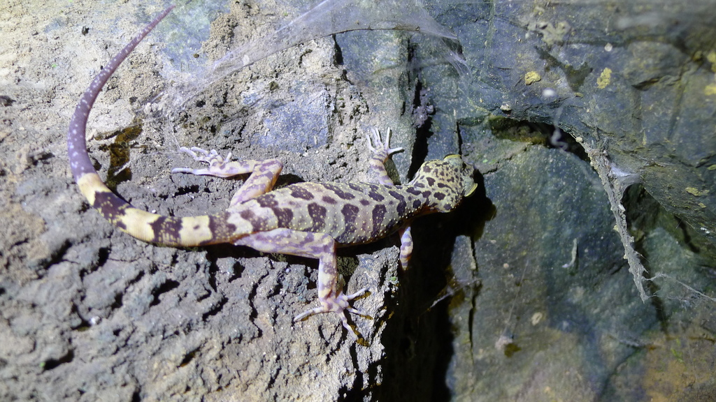 Hekou Bent-Toed Gecko