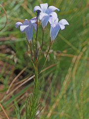 Wahlenbergia capillata