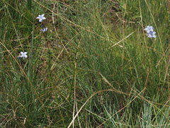 Wahlenbergia capillata