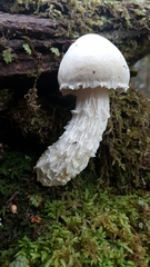 Austroboletus niveus