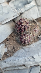 Hamatocactus hamatacanthus