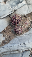 Hamatocactus hamatacanthus