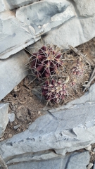 Hamatocactus hamatacanthus