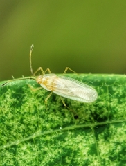 Vatiga illudens
