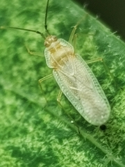 Vatiga illudens