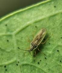 Vatiga illudens